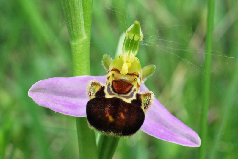 Ophrys apifera: alcune variet del Veneto